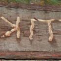 maienfeld 15 143