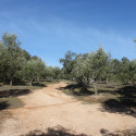fatima 13