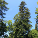 maienfeld 11 102