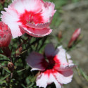 maienfeld 11 115