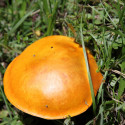 maienfeld 11 120