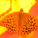 maienfeld 11 123