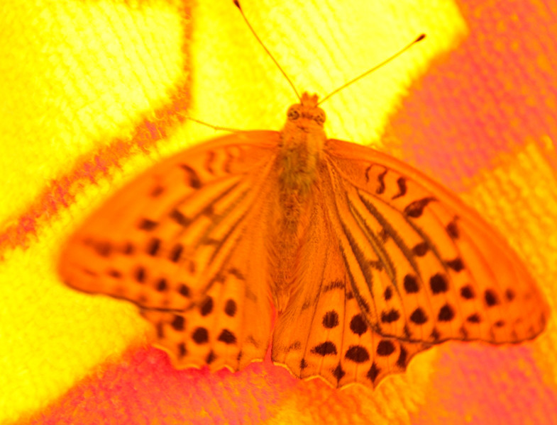 maienfeld 11 123