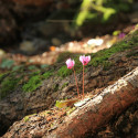 maienfeld 14 028