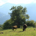 maienfeld 14 035