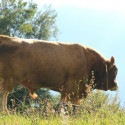 maienfeld 14 036