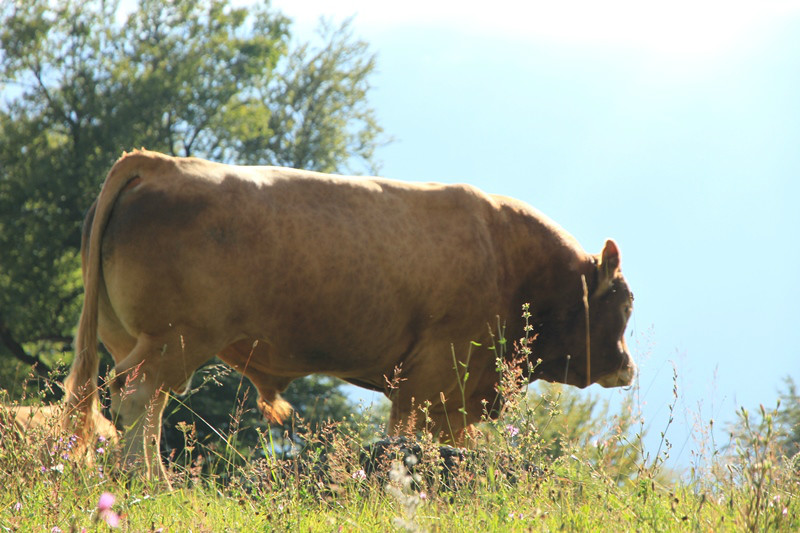 maienfeld 14 036
